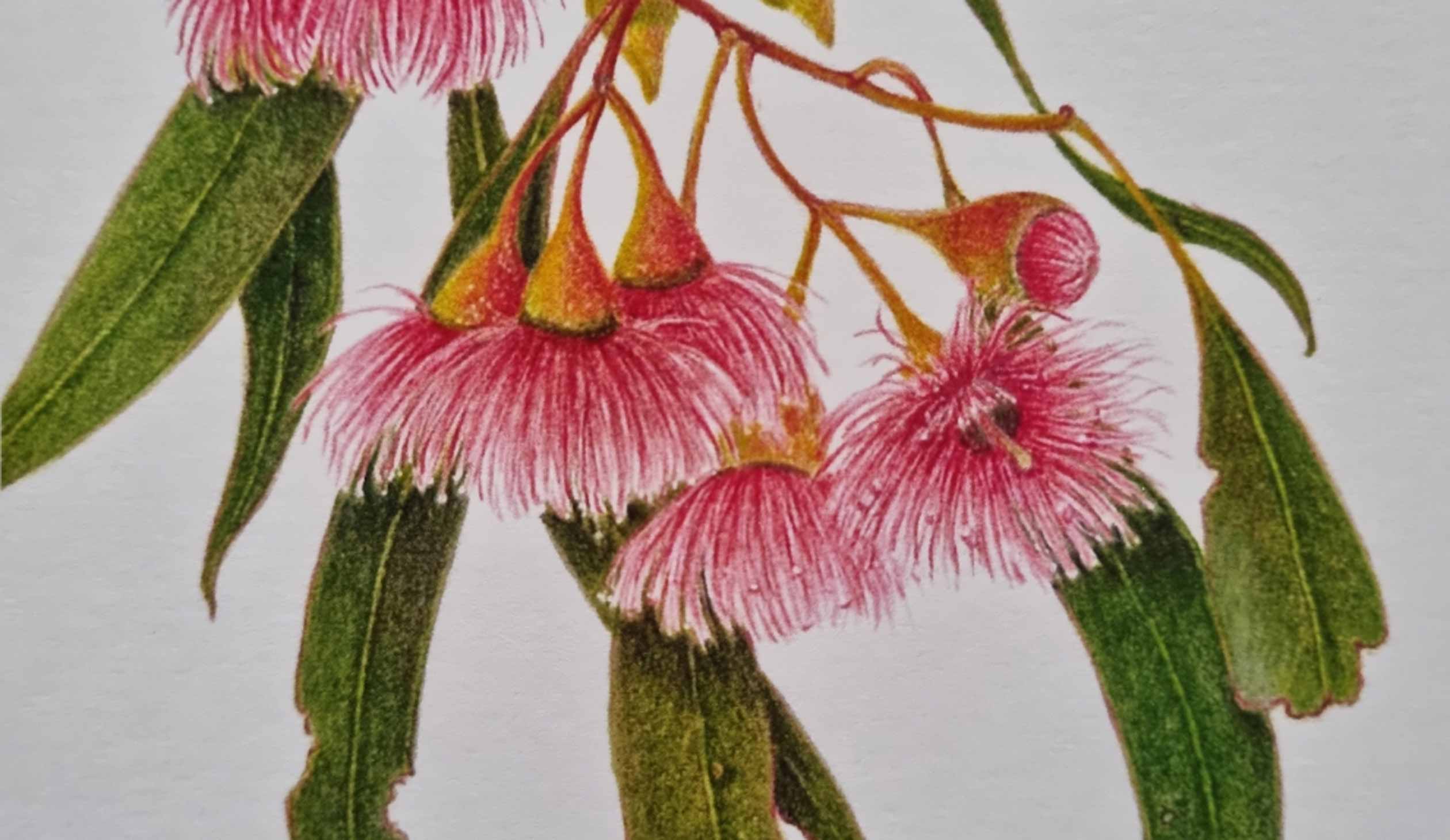 Sandra Johnstone botanical art